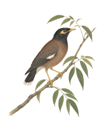 Common Myna, painted after the Company School