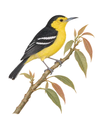 Common Iora, painted after the Company School