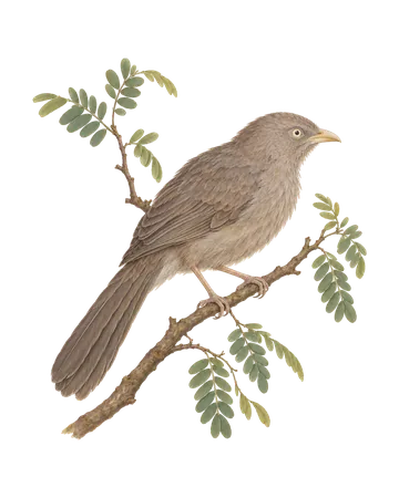 Jungle Babbler, painted after the Company School
