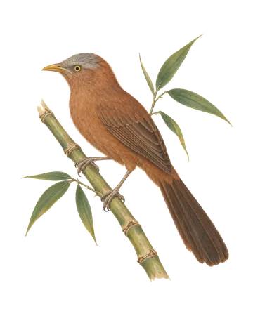 Rufous Babbler, painted after the Company School