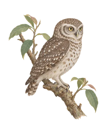 Spotted Owlet, painted after the Company School