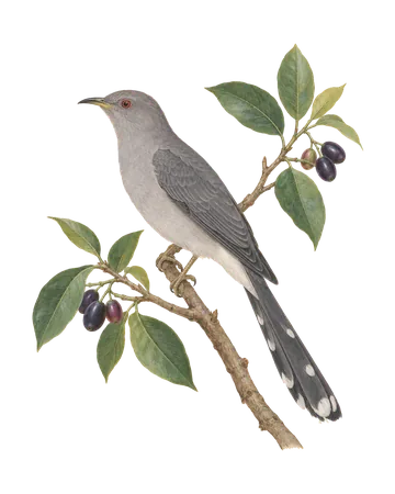 Grey-bellied Cuckoo, painted after the Company School