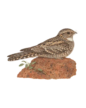 Savanna Nightjar, painted after the Company School