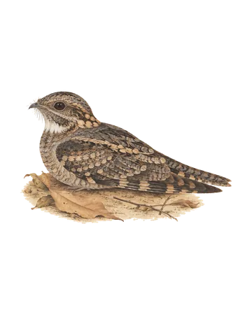 Indian Nightjar, painted after the Company School