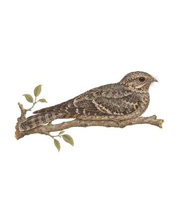 Jungle Nightjar, painted after the Company School