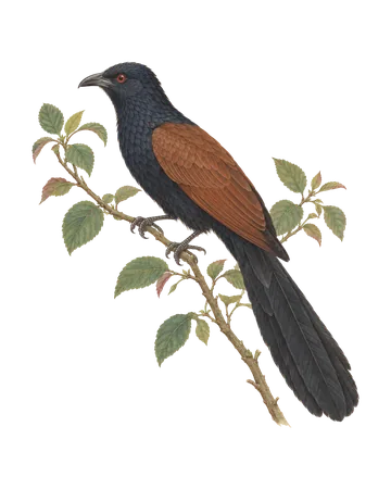 Greater Coucal, painted after the Company School
