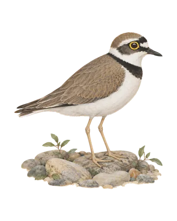Little Ringed Plover, painted after the Company School