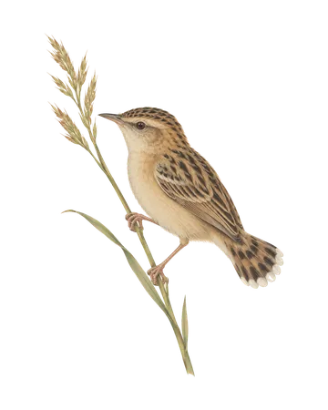 Zitting Cisticola, painted after the Company School