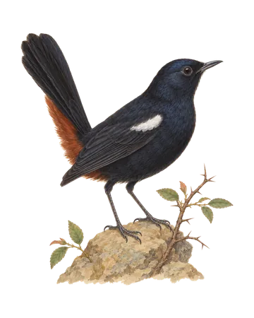 Indian Robin, painted after the Company School