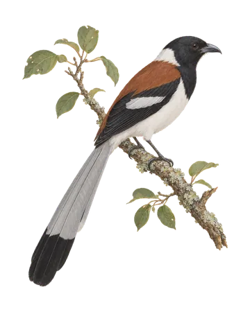 White-bellied Treepie, painted after the Company School