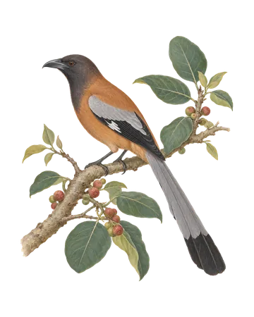 Rufous Treepie, painted after the Company School