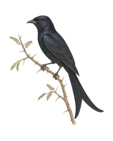 Black Drongo, painted after the Company School