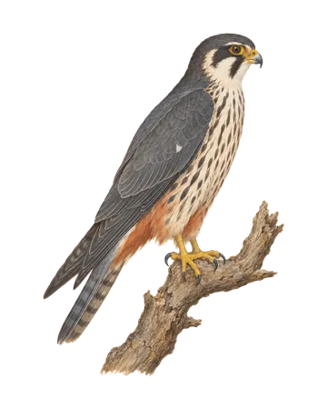Eurasian Hobby, painted after the Company School