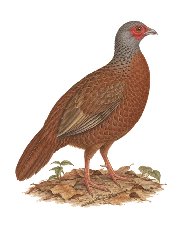 Red Spurfowl, painted after the Company School