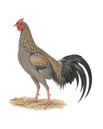 Grey Junglefowl, painted after the Company School