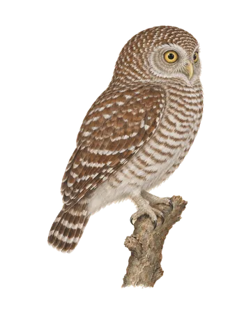Jungle Owlet, painted after the Company School