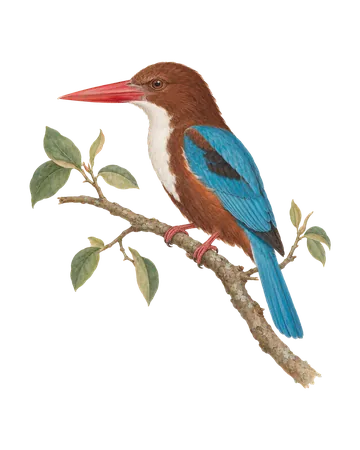 White-throated Kingfisher, painted after the Company School