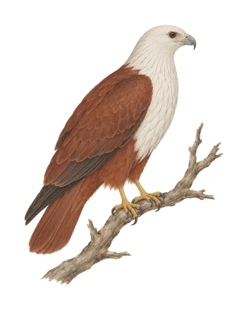 Brahminy Kite, painted after the Company School
