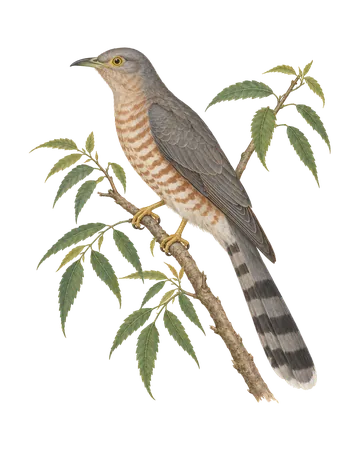 Common Hawk-Cuckoo, painted after the Company School