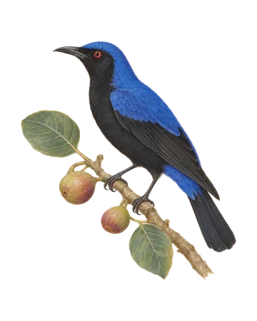 Asian Fairy-bluebird, painted after the Company School