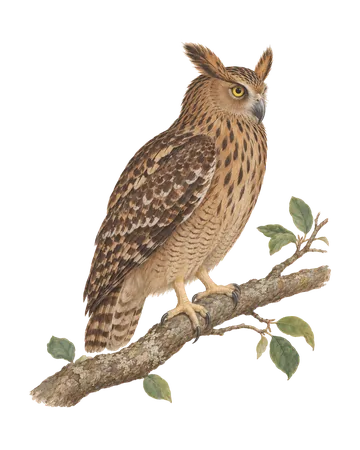 Brown Fish-Owl, painted after the Company School