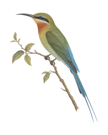 Blue-tailed Bee-eater, painted after the Company School