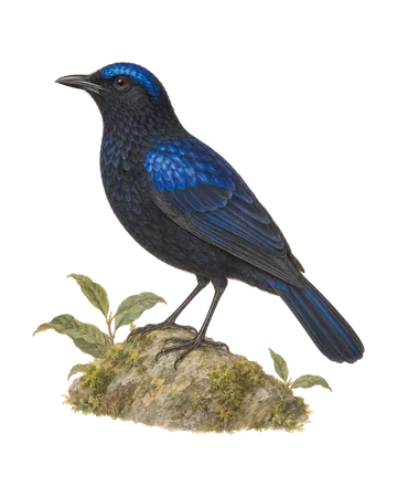 Malabar Whistling Thrush, painted after the Company School