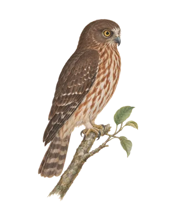Brown Boobook, painted after the Company School
