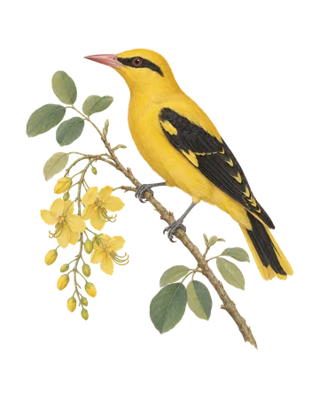 Indian Golden Oriole, painted after the Company School
