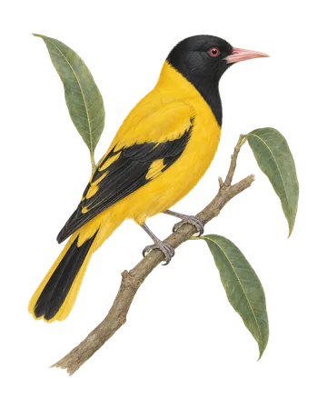Black-hooded Oriole, painted after the Company School