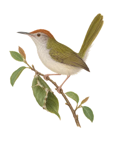 Common Tailorbird, painted after the Company School