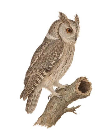 Indian Scops-Owl, painted after the Company School