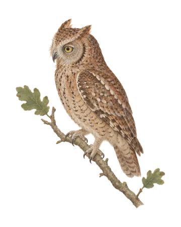 Mountain Scops-Owl, painted after the Company School