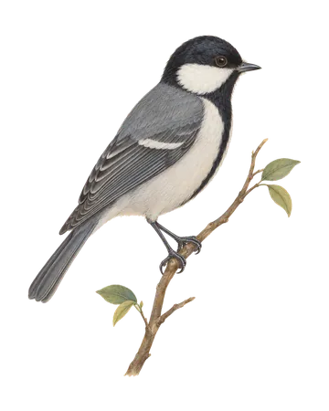 Cinereous Tit, painted after the Company School