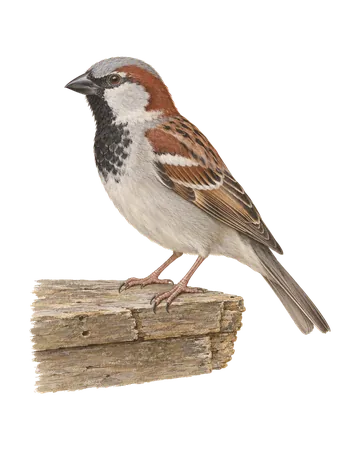 House Sparrow, painted after the Company School