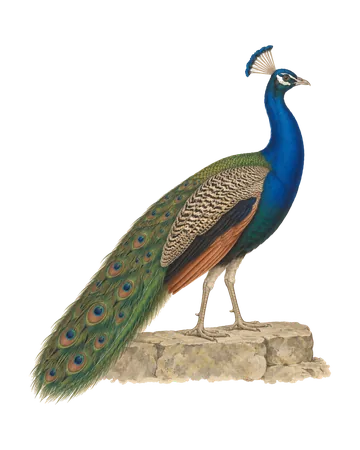 Indian Peafowl, painted after the Company School