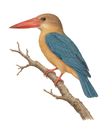 Stork-billed Kingfisher, painted after the Company School