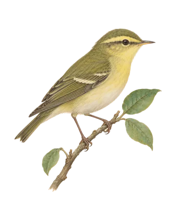 Green Warbler, painted after the Company School