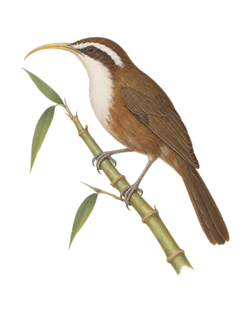 Indian Scimitar Babbler, painted after the Company School