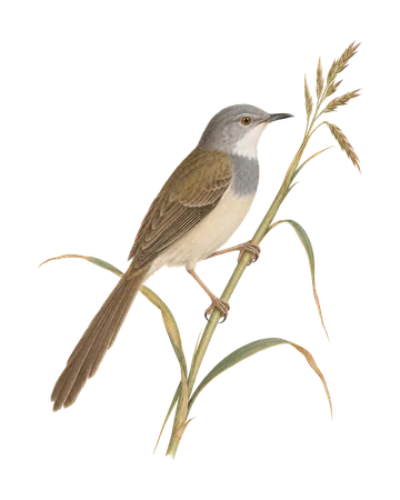 Grey-breasted Prinia, painted after the Company School