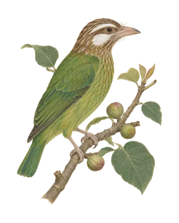 White-cheeked Barbet, painted after the Company School