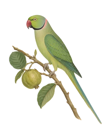 Rose-ringed Parakeet, painted after the Company School