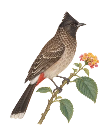 Red-vented Bulbul, painted after the Company School