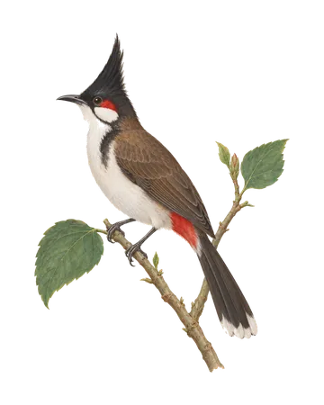 Red-whiskered Bulbul, painted after the Company School