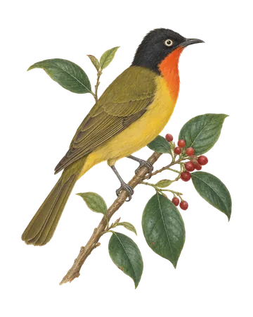 Flame-throated Bulbul, painted after the Company School