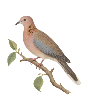 Laughing Dove, painted after the Company School
