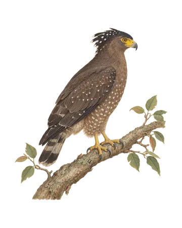 Crested Serpent-Eagle, painted after the Company School