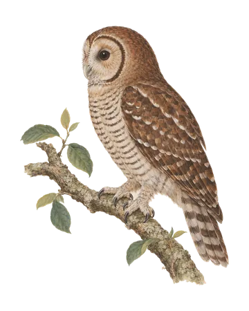 Brown Wood-Owl, painted after the Company School