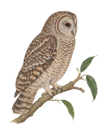 Mottled Wood-Owl, painted after the Company School