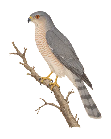 Shikra, painted after the Company School